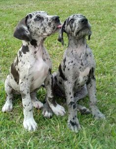 two black and white dogs sitting on top of a green field