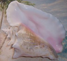 a pink and white shell sitting on top of a beach next to a palm tree