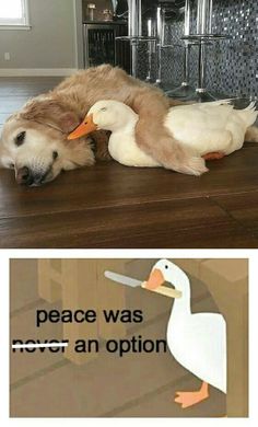 a dog laying on top of a wooden floor next to a white duck with an orange beak