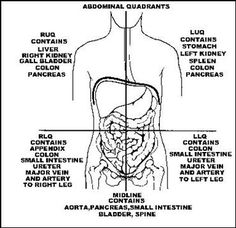 diagram of the human body with labels on it, including stomach and intestine