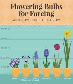 flowers growing in pots with the words flowering bulbs for foraging and how high they grow