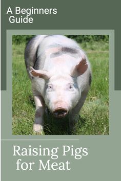 a pig is walking through the grass with its head in it's mouth, and text reading raising pigs for meat