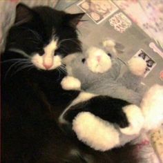 two black and white kittens cuddle together on a bed with stuffed animals in the background