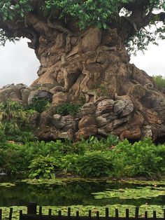 the tree of life at disney's animal kingdom