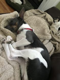 two small dogs sleeping on top of a couch covered in blankets and blanketing next to each other