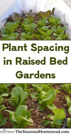 plants in raised bed garden with text overlay that reads plant spacing in raised bed gardens