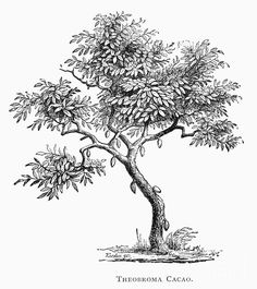 a drawing of a tree with lots of leaves