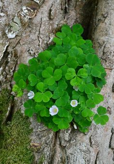 small green plants growing out of the bark of a tree