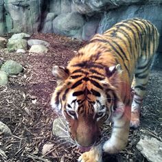 a tiger is walking around in the dirt