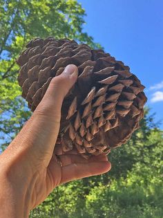 a hand is holding a pine cone in front of trees and blue sky with white clouds