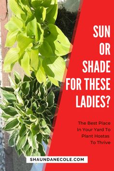 a red and white sign that says, sun or shade for these ladies? the best place in your yard to plant hostain