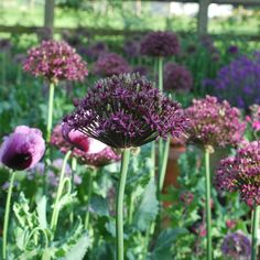 purple and white flowers in a garden setting