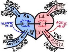 an image of a diagram with words in the shape of two hearts and arrows pointing to each other