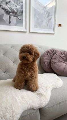 a small brown dog sitting on top of a couch