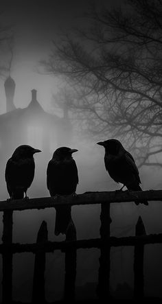 three crows sitting on a fence in front of a foggy forest with silhouettes