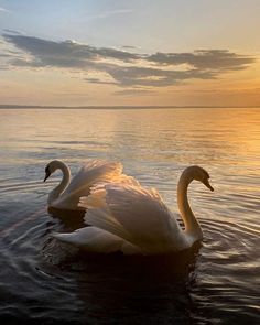 a swan is swimming in the water at sunset