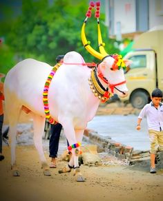 a man leading a white bull with colorful decorations on it's face and tail