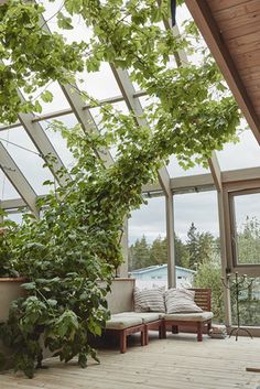 a living room filled with lots of windows next to a wooden floor covered in plants