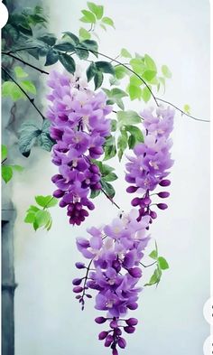 purple flowers are hanging from a tree branch