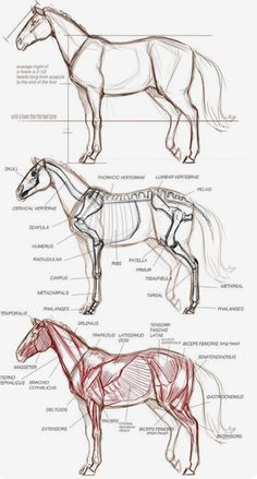 the horse's muscles are shown in this diagram