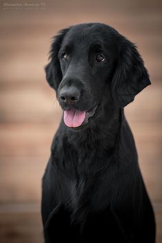 a black dog with its tongue hanging out looking at the camera while sitting on a wooden floor