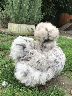 a grey and white chicken sitting in the grass