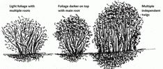 four different types of trees with their leaves and branches showing the various stages of growth