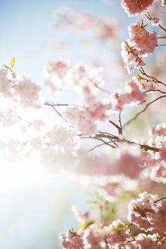 the sun shines brightly through pink flowers