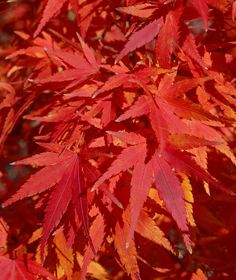 red leaves on a tree in the fall