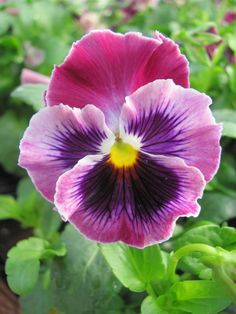 a purple flower with yellow center sitting in the middle of some green leaves and plants