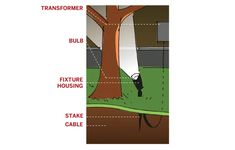 an image of a tree that has been cut down and labeled in the diagram below