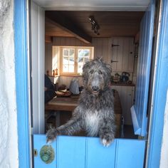 a dog sitting in the doorway of a house