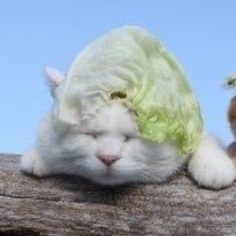 a white cat with a cabbage on it's head is sitting next to a stuffed animal