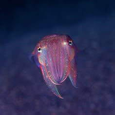 an underwater photo of a colorful fish in the dark blue water with bubbles on it's surface