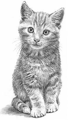 a pencil drawing of a kitten sitting on the ground with its eyes wide open and looking at the camera