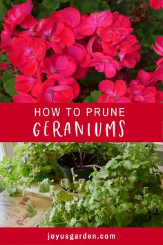 red geraniums growing in pots with text overlay reading how to prune geraniums