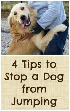 a dog that is sitting in front of a sign with the words 4 tips to stop a dog from jumping