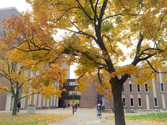 two people riding bikes on a path in front of a building with autumn leaves around it