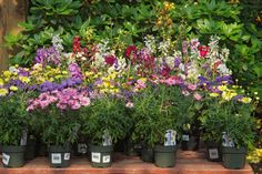 many different types of flowers in pots on a table