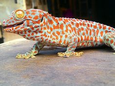 an orange and white gecko sitting on top of a wooden table next to a building