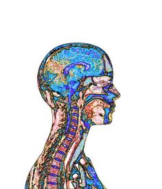 the human head and neck are depicted in this colorful illustration, which is part of an image