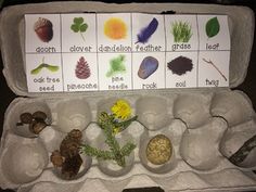 an egg carton filled with different types of plants