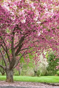 pink flowers are blooming on trees in the park