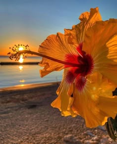 the sun is setting over the water and flowers are blooming