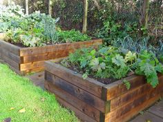 three wooden raised garden beds with plants growing in them