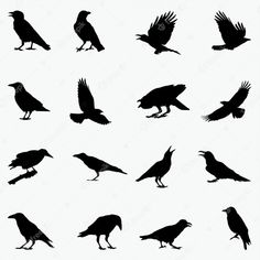 black silhouettes of birds on white background