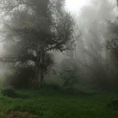 a foggy forest filled with lots of trees and green grass in the foreground