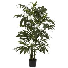 a large potted plant with green leaves on it's side, in front of a white background