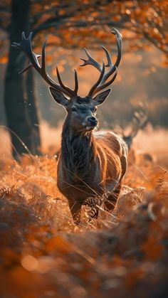 a deer standing in the middle of a field with trees and grass around it's sides