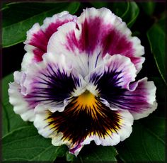 a purple and white flower with green leaves